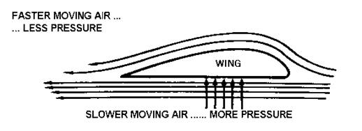 wing.jpg