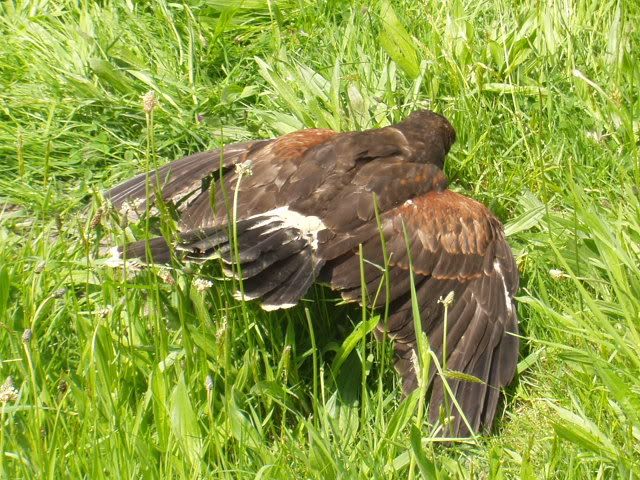 Falconrydayout38.jpg