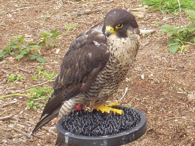 Falconrydayout15.jpg