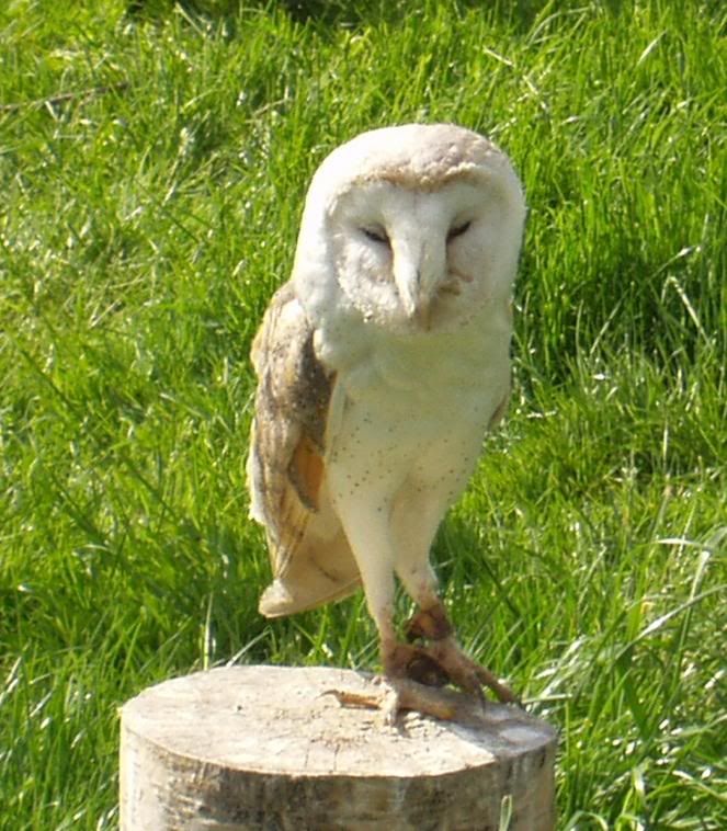 Falconrydayout6.jpg