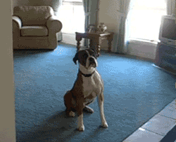 dog-want-to-go-for-a-walk.gif