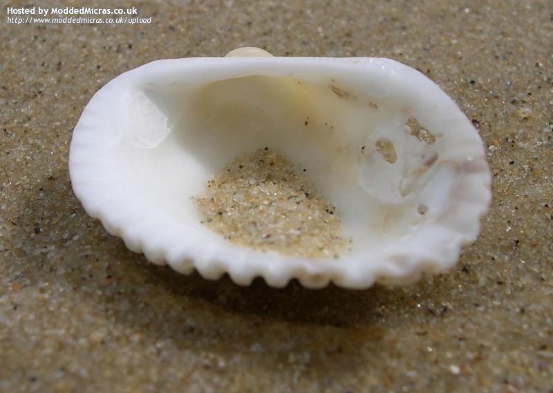 29-shell.jpg