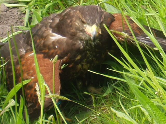 Falconrydayout37.jpg