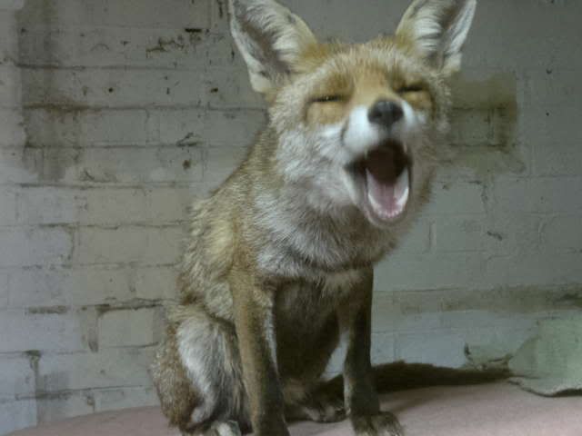 foxyawn.jpg