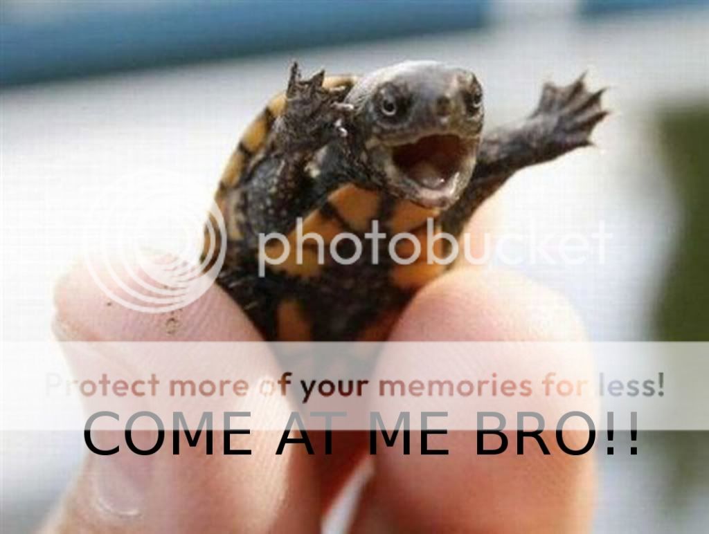 animals-turtles_00378845_zpsa7c669c6.jpg