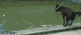 the-smartest-dog-ever-1.gif