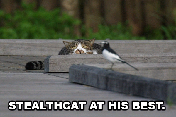 stealth.png