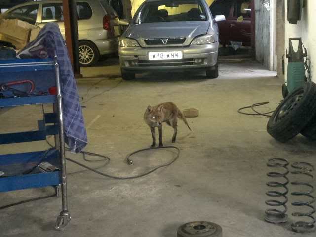 fox.jpg