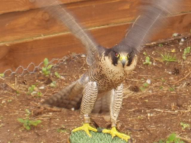 Falconrydayout16.jpg