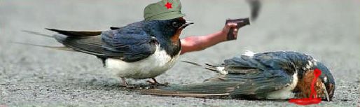 TFR_birdy.jpg