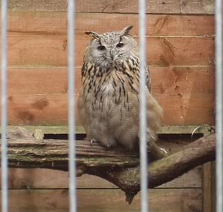 Falconrydayout19.jpg