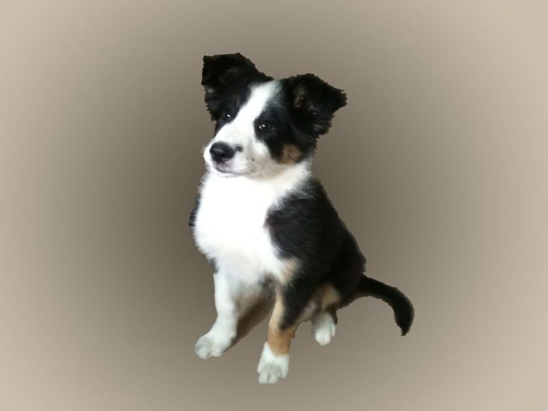 dog.jpg