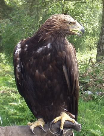 Falconrydayout8.jpg