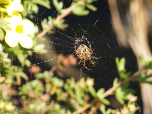 Spider.jpg