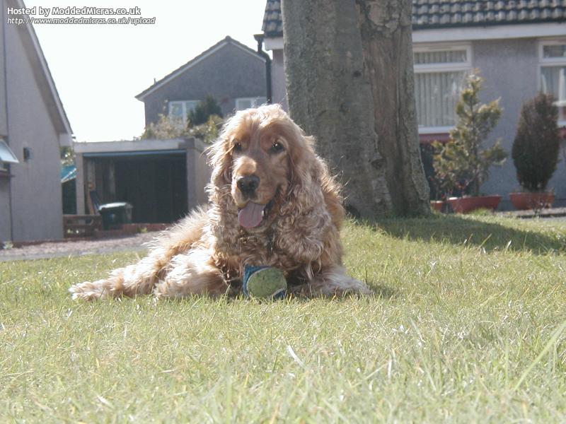 2-Norman%20on%20the%20Grass.JPG