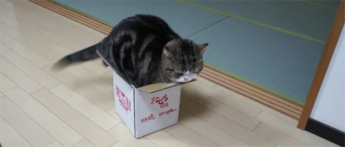 a6CJj.gif
