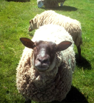 june-ewe.jpg