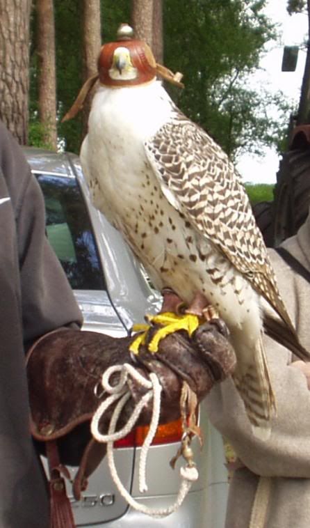 Falconrydayout2.jpg