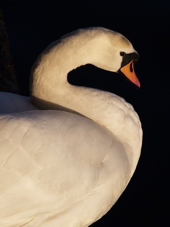 swan2.jpg