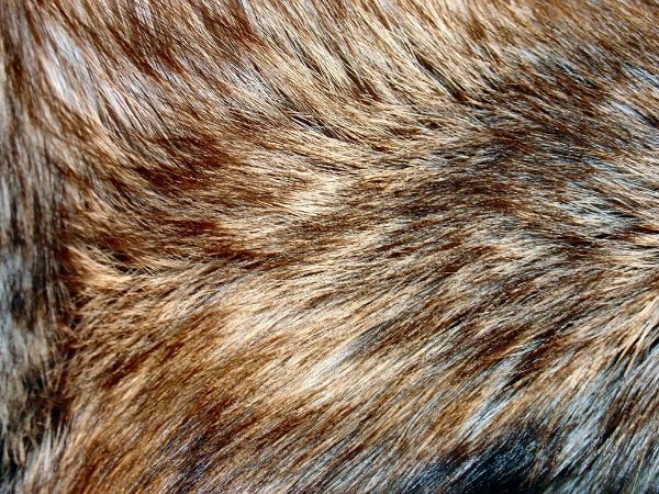 silver-fox-002_zpsf02ac1cd.jpg