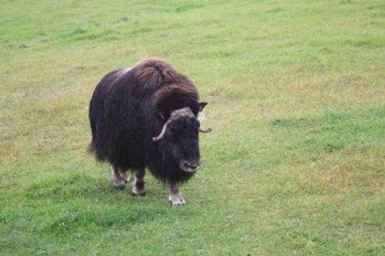 musk-ox-farm.jpg